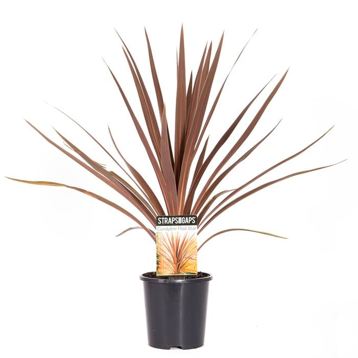 140mm Cordyline Red Star - Cordyline australis