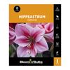 Bloomin Bulbs Hippeastrum Gervase - 1 Pack