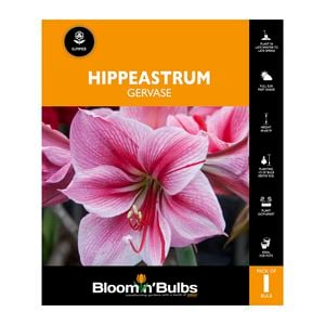 Bloomin Bulbs Hippeastrum Gervase - 1 Pack