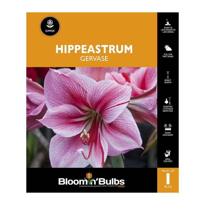 Bloomin Bulbs Hippeastrum Gervase - 1 Pack