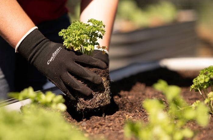 Holding a parsley plant with roots.