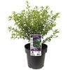 180mm Pittosporum Green Pillar - Pittosporum tenuifolium