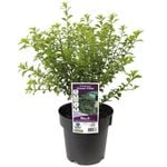 180mm Pittosporum Green Pillar - Pittosporum tenuifolium