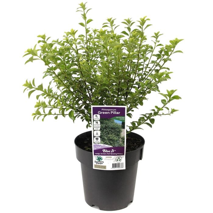 180mm Pittosporum Green Pillar - Pittosporum tenuifolium