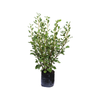 12L Kāpuka - Griselinia littoralis Broadway Mint