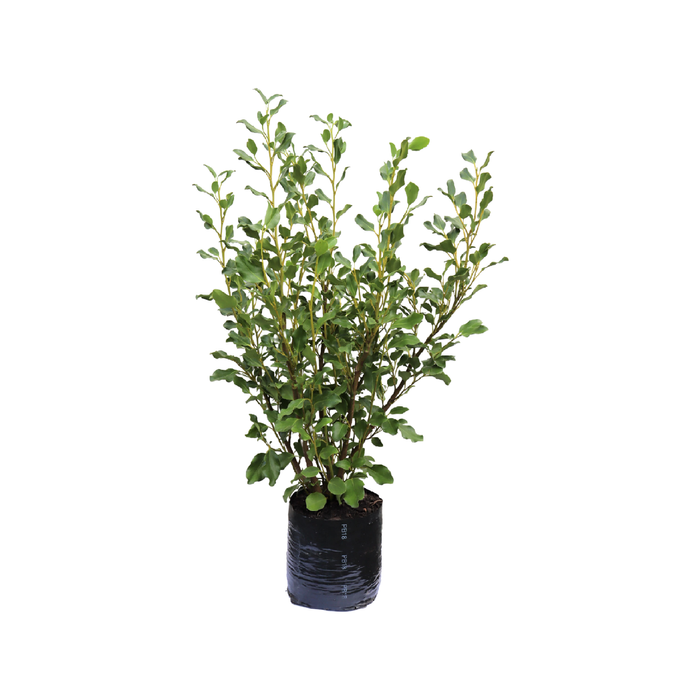12L Kāpuka - Griselinia littoralis Broadway Mint