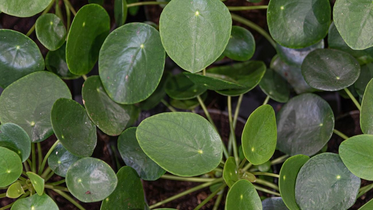 Close up of a Chinese money plant with round green leaves.