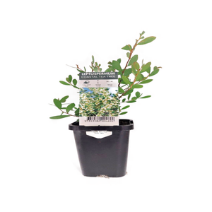 68mm Coastal Tea Tree - Leptospermum laevigatum
