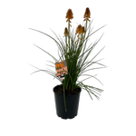 180mm Poco Orange 'Asphodelaceae' - kniphofia