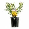 140mm Leucadendron salignum Maui Sunset