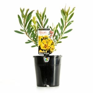 140mm Leucadendron salignum Maui Sunset