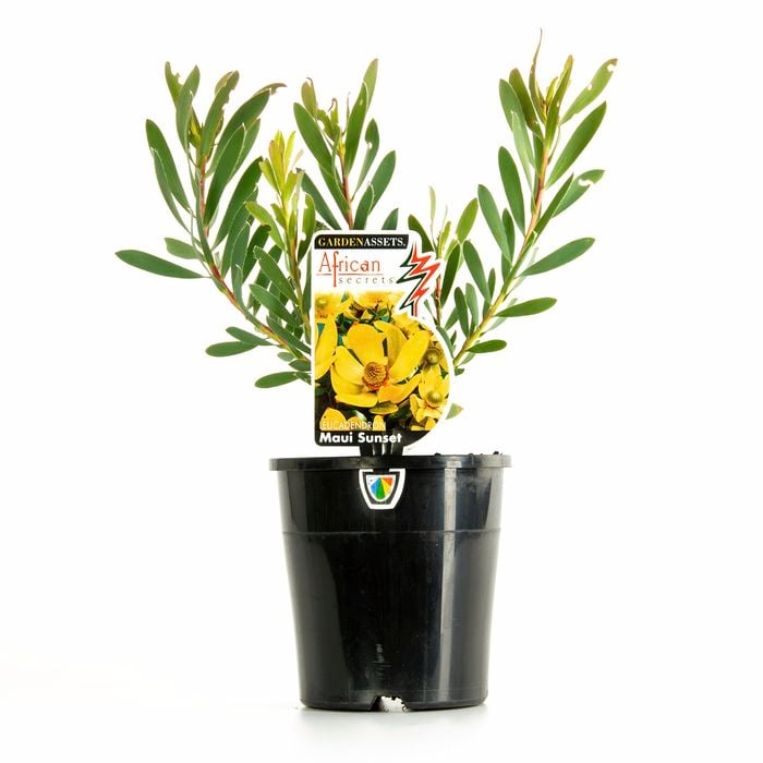 140mm Leucadendron salignum Maui Sunset