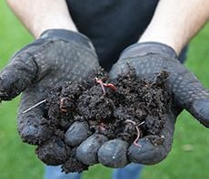 Person holding a handful of soil with worms