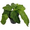 125mm Mosaic Calathea - Calathea bella Musaica