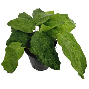 125mm Mosaic Calathea - Calathea bella Musaica