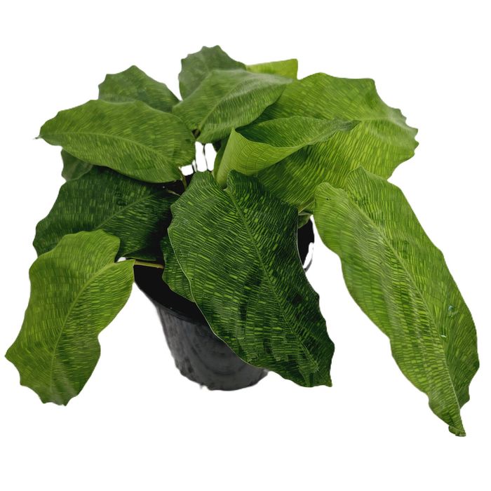 125mm Mosaic Calathea - Calathea bella Musaica