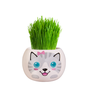Mr Fothergill's Misty Kitten Grass Hair Kit