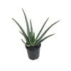 1.3L Aloe Vera - Aloe barbadensis Miller