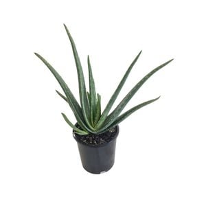 1.3L Aloe Vera - Aloe barbadensis Miller