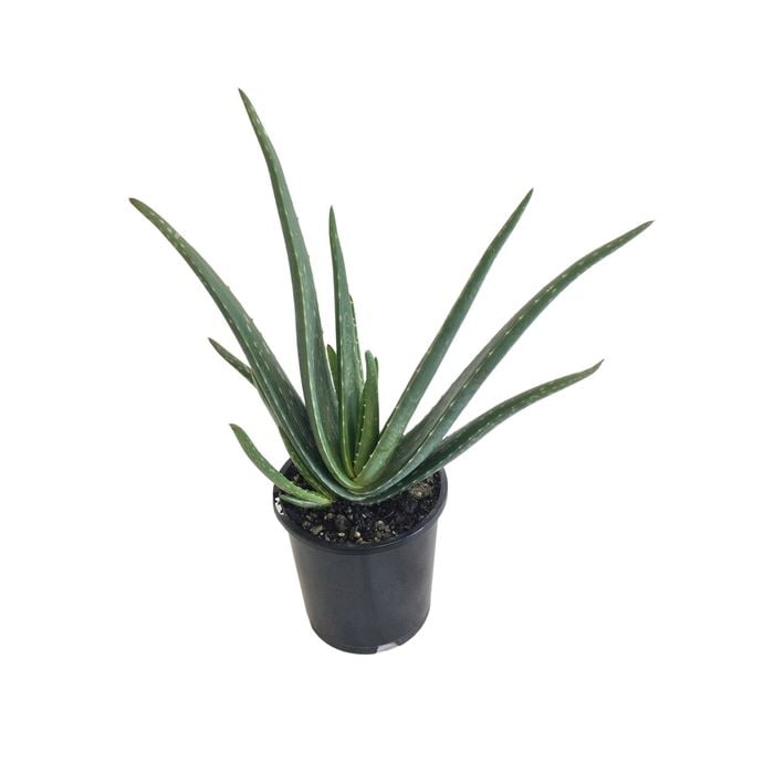 1.3L Aloe Vera - Aloe barbadensis Miller