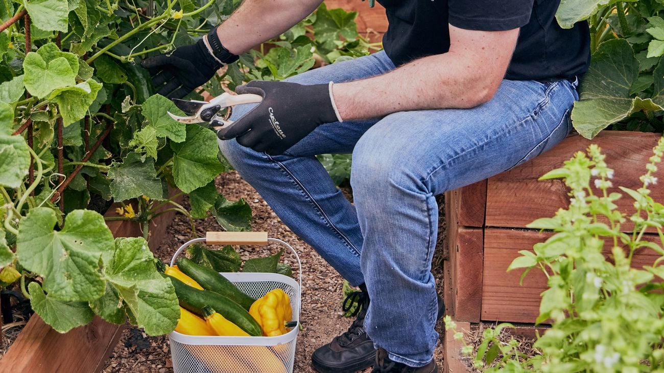 Ash Burke harvesting green and yellow zucchini with pruning shears, and placing them into a basket on the ground.