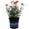 2.5L Marguerite Daisy Coral - Argyranthemum frutescens