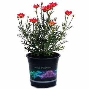 2.5L Marguerite Daisy Coral - Argyranthemum frutescens