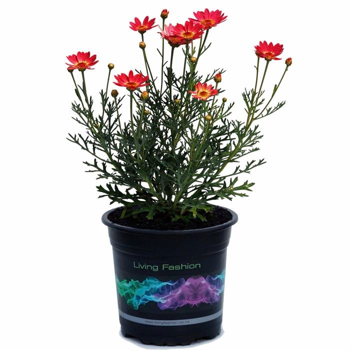2.5L Marguerite Daisy Coral - Argyranthemum frutescens