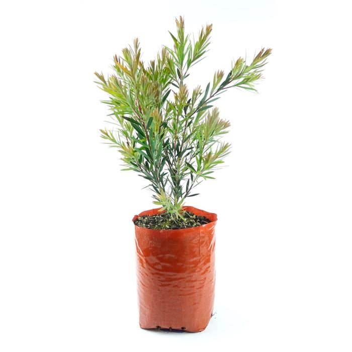 350mm Bottle Brush - Callistemon 'Betka Beauty'