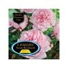 Fiesta Bulb Paeony Sarah Bern Packaged Tuber - 1 Pack