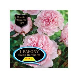 Fiesta Bulb Paeony Sarah Bern Packaged Tuber - 1 Pack