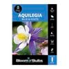 Bloomin' Bulbs Aquilegia Blue - Aquilegia - 1 Pack