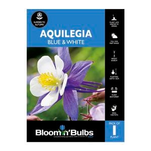 Bloomin' Bulbs Aquilegia Blue - Aquilegia - 1 Pack