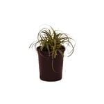 140mm Sedge - Carex oshimensis Feather Falls