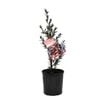 140mm Leptospermum Rudolph