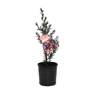 140mm Leptospermum Rudolph