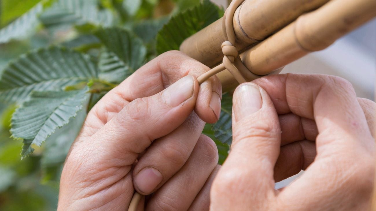 A pair of hands tying a plant to a bamboo stake
