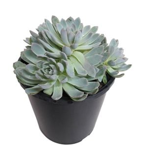 1.9L Echeveria Violet Queen - Echeveria