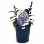 150mm Salvia Mysty - Salvia longispicata Farinacea