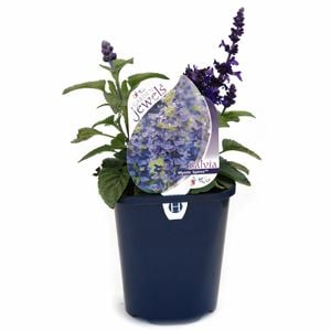 150mm Salvia Mysty - Salvia longispicata Farinacea