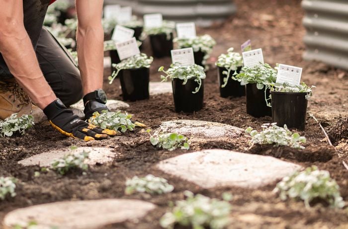 A person is planting between the pavers.