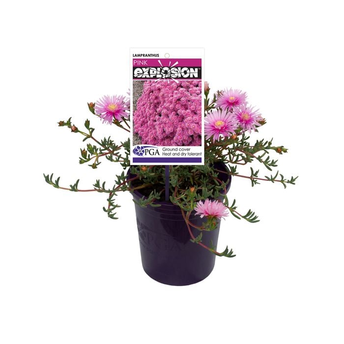 140mm Ice Plant - Lampranthus spectabilis Pink Explosion