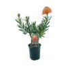 150mm Pincushion - Leucospermum blanche Ito