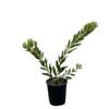 140mm Callistemon White Anzac - Callistemon citrinus