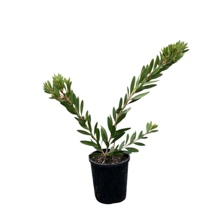 140mm Callistemon White Anzac - Callistemon citrinus