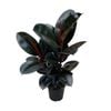 170mm Rubber Plant - Ficus elastica Burgundy