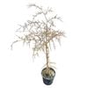 4L Kahikatea Tree - Dacrycarpus dacrydioides