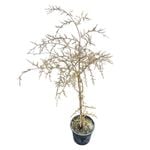 4L Kahikatea Tree - Dacrycarpus dacrydioides