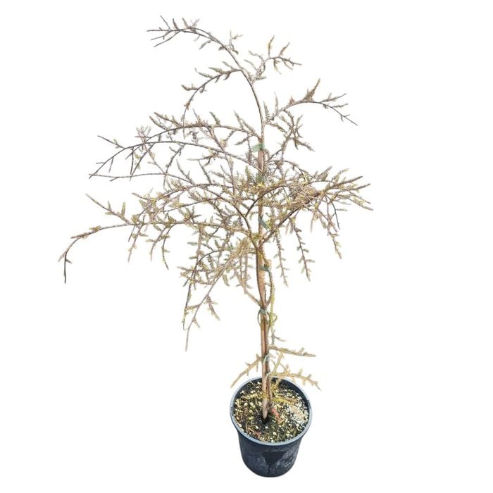 4L Kahikatea Tree - Dacrycarpus dacrydioides
