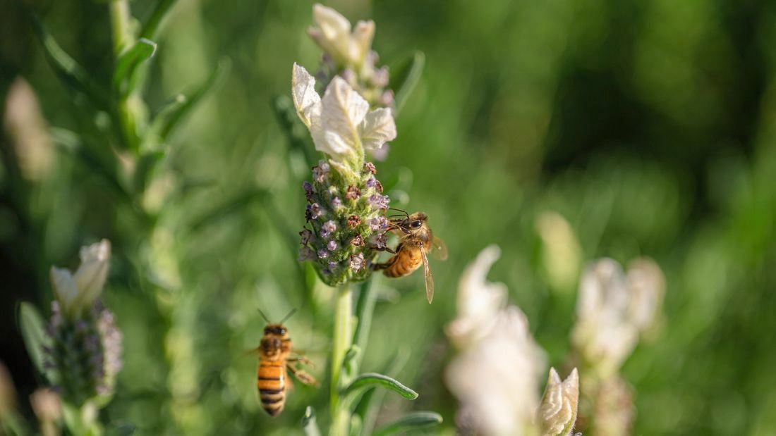 Bees sitting on flower.